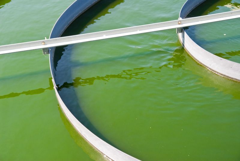 Già alcune aziende coltivano alghe per la produzione di biofuel
