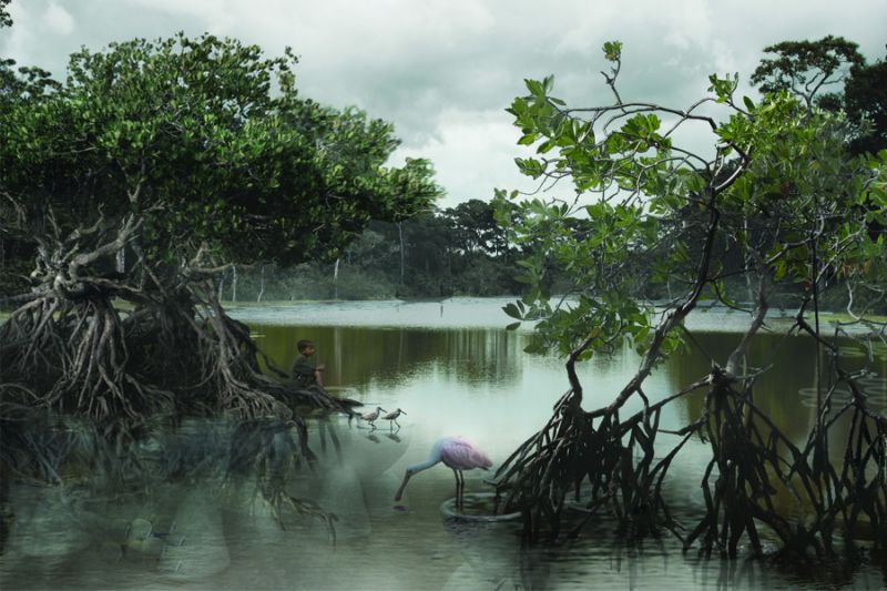 Caltrope, foresta di mangrovie