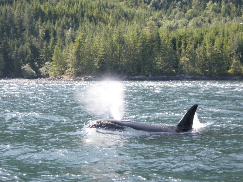 Tra i programmi ambientali sovvenzionati dalla Canadian Solar, anche uno a favore delle orche, l'OrcaLab