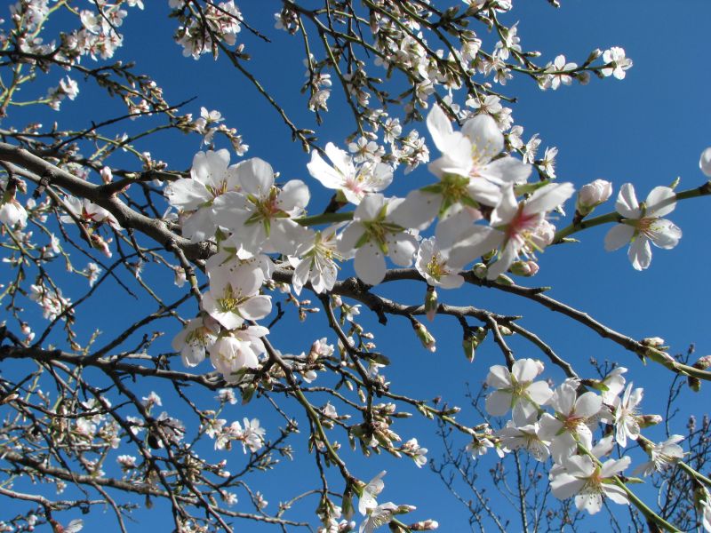 Secondo il mito, ogni anno, in primavera, il mandorlo fiorito ripropone l'abbraccio di Fillide e Acamante