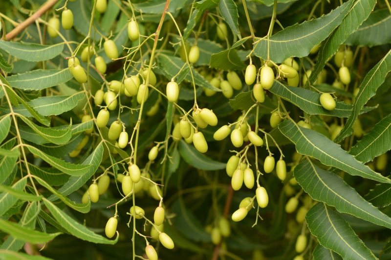 Dettaglio foglie dell'Azadirachta Indica 