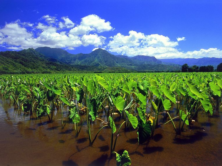 Una piantagione di taro, una delle colture che sembra trarre vantaggio dall'ombreggiamento offerto dall'installazione di un impianto fotovoltaico