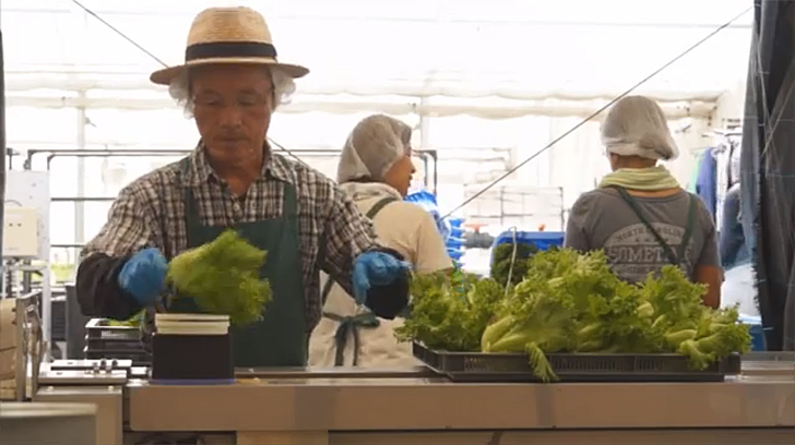 Agricoltori giapponesi del Fukushima Recovery Solar-Agri Park 