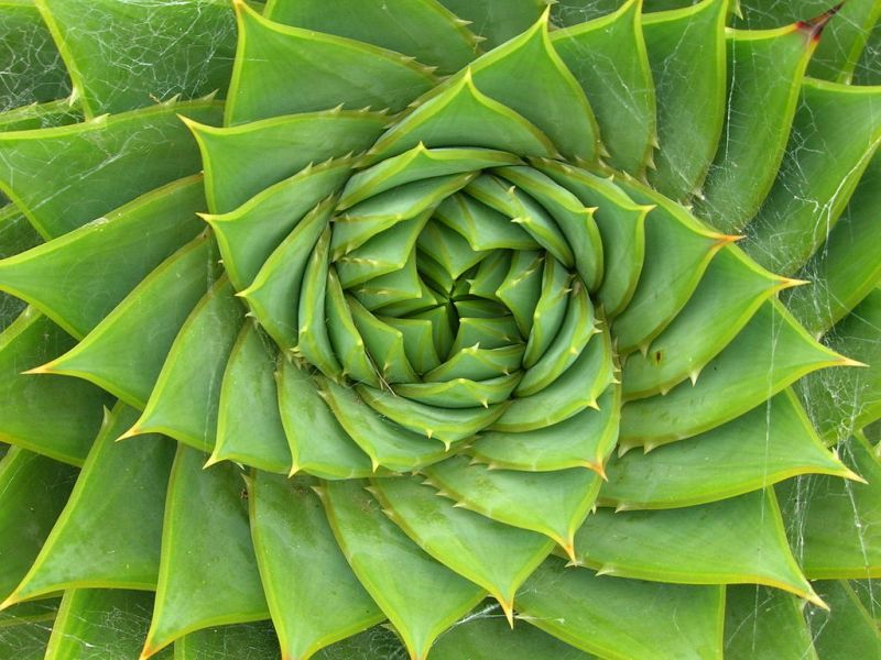 Nell'albero fotovoltaico di Aidan, i rami sono disposti secondo la spirale di Fibonacci seguendo un modello normalmente presente in natura