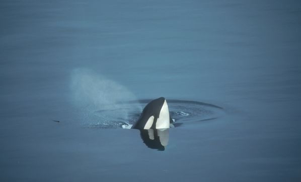 Canadian Solar aiuta la ricerca su orche e balene