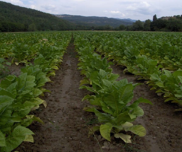 Delle piante di tabacco