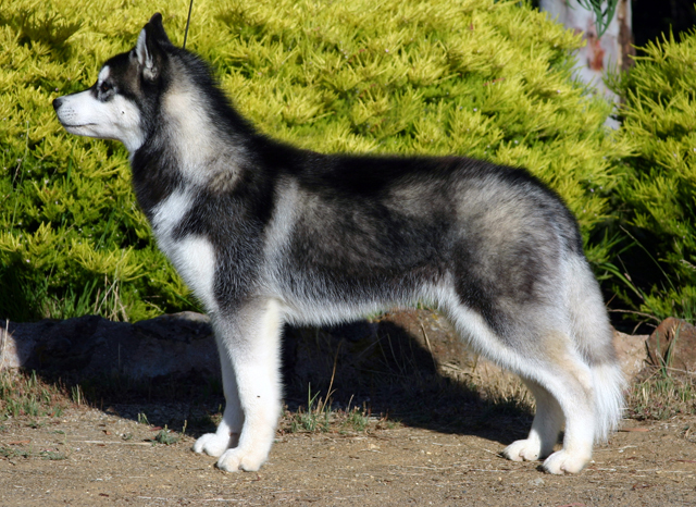 esempio incroci animali cane-lupo ottenuto con incrocio