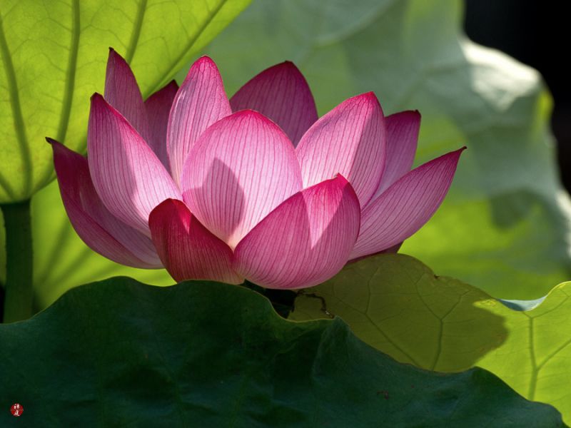 Fiore di loto Le foglie del fiore di loto hanno una superficie idrofoba, la cui struttura ha ispirato le nanotecnologie.
