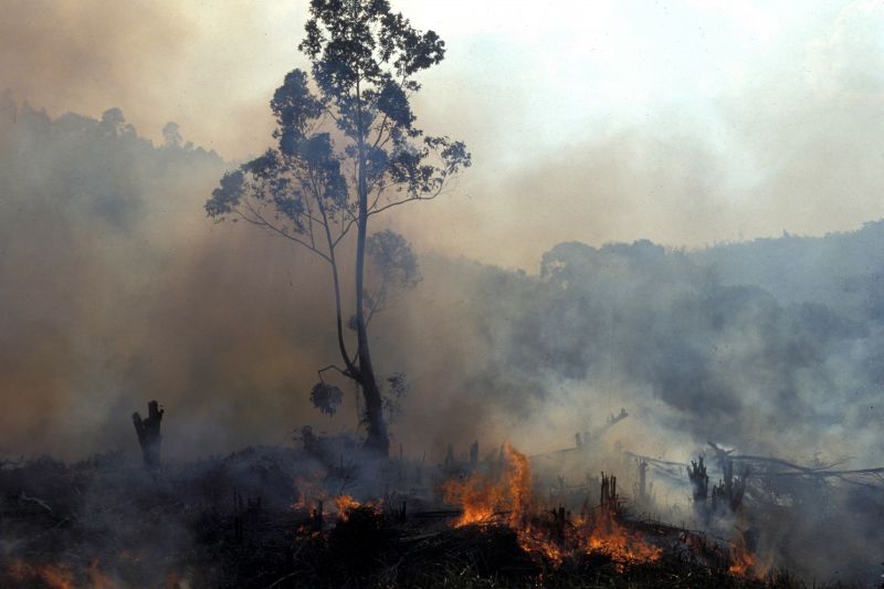 La deforestazione &egrave; una piaga per le foreste del Madagascar