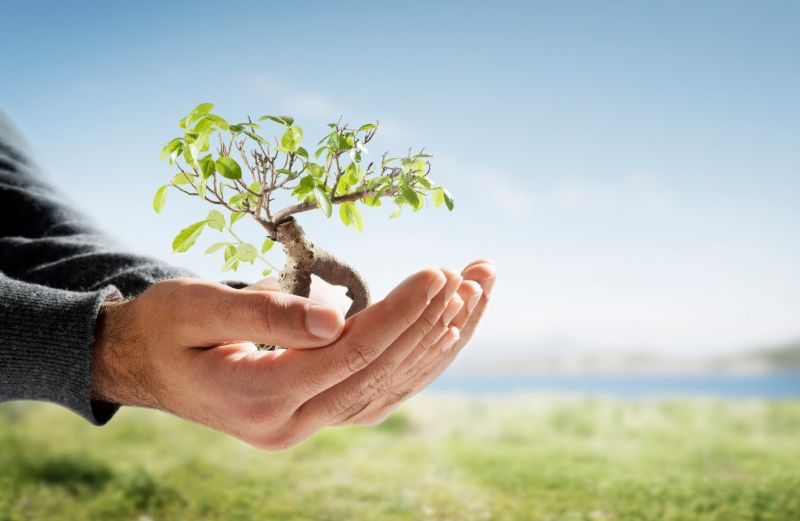 albero in mano