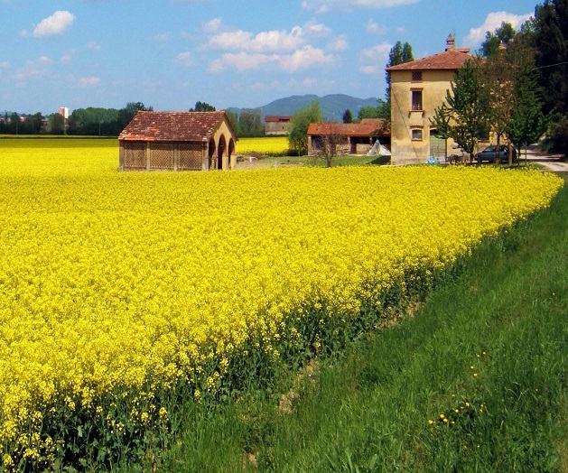 Campo di colza