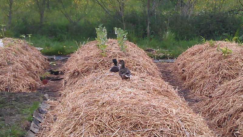 Pacciamatura Pacciamatura in un orto sinergico