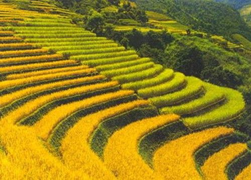 riso gold con beta-carotene coltura ogm