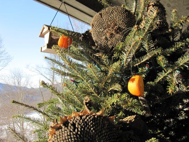 Dopo le feste cercate di ripiantare il vostro albero di Natale
