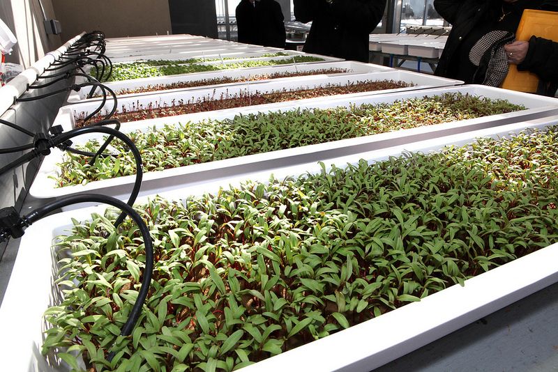 La serra costruita sul tetto della Arbor House