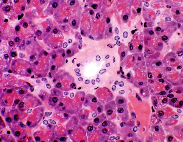 tessuto cellulare
