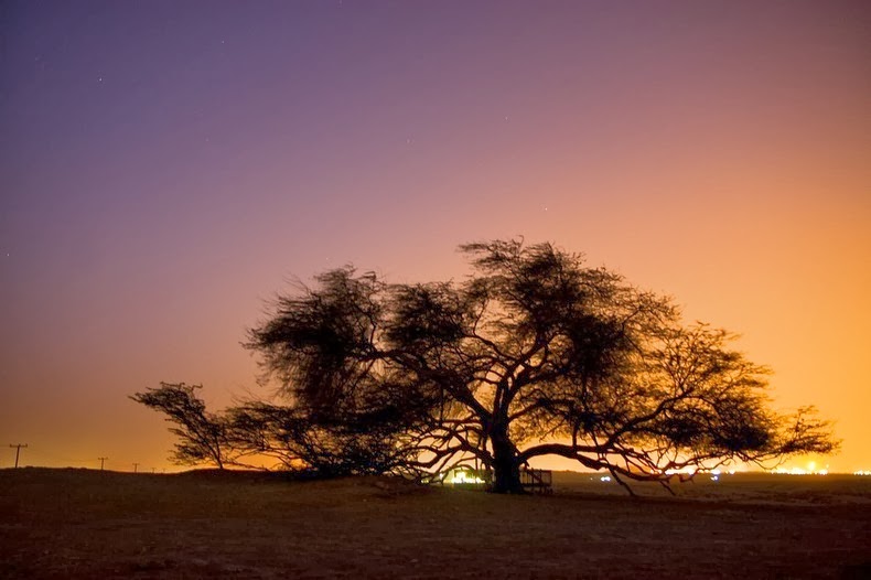 L'albero della vita ripreso al tramonto