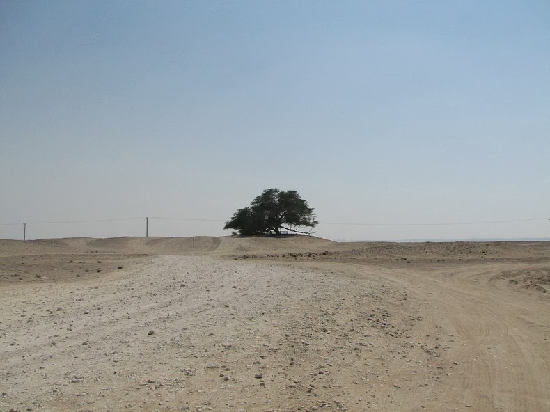 L'albero della vita ripreso da lontano