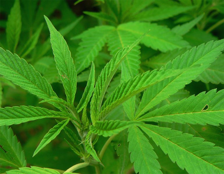 La Cannabis sativa &egrave; oggi coltivata per uso industriale