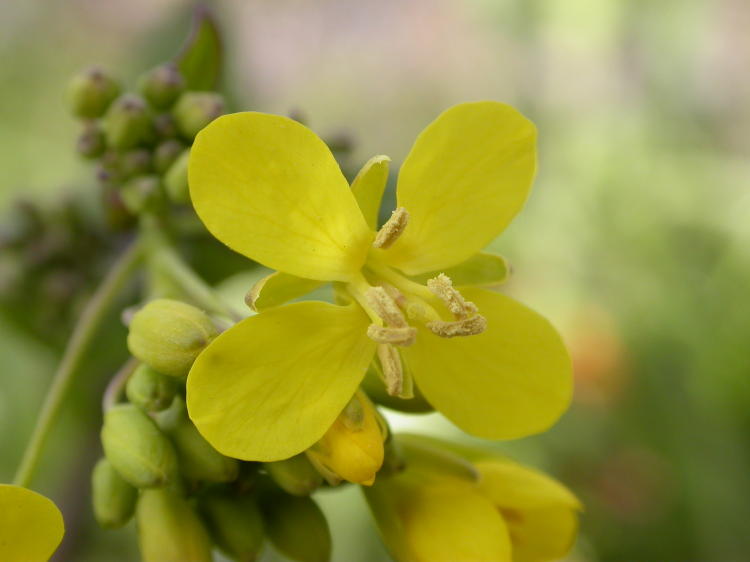 Fiore di colza Il fiore di colza. La sua coltivazione permetterà di assorbire le radiazioni e produrre un olio privo di contaminazioni radioattive