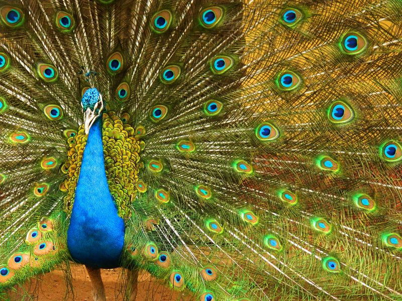 Pavone La coda variopinta di un pavone è un buon esempio di come funzioni, in natura, la diffrazione della luce attiva nei cristalli fotonici