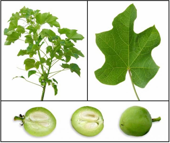 Arbusto, foglia e frutto della Jatropha Curcas