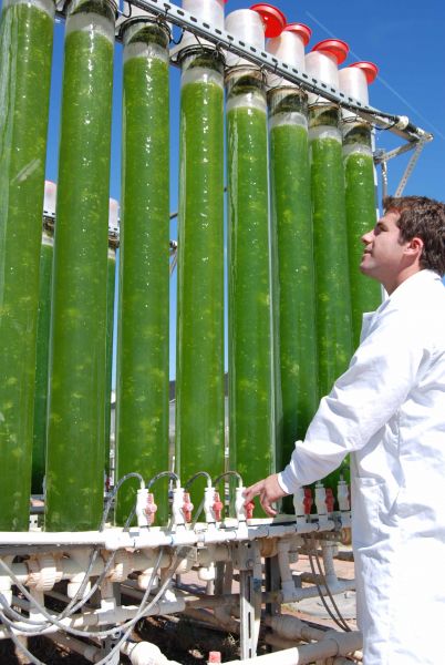 Le micro-alghe saranno coltivate all'interno di grandi cilindri pieni d'acqua