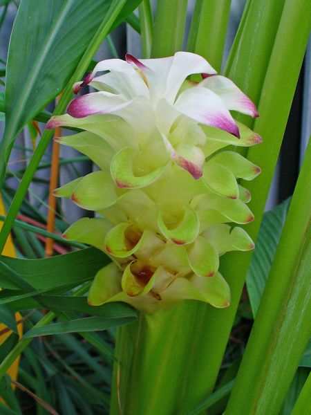 I fiori della Curcuma longa sono raccolti in spighe