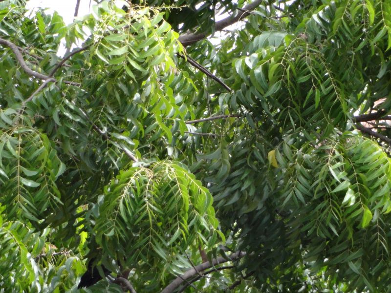 Azadirachta Indica 