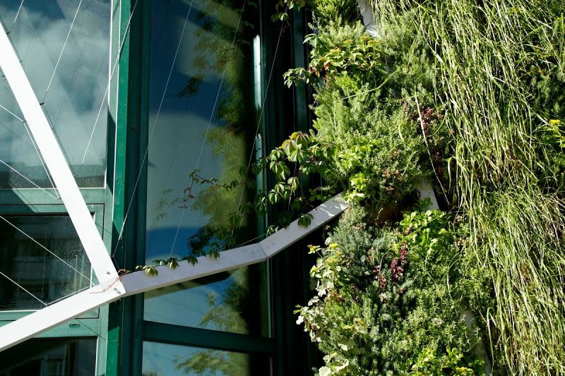 Dettaglio della finestra protetta dalle viti a foglia caduca