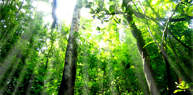 La foresta pluviale nella serra nel MUSE