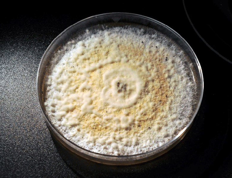 Pestalotiopsis Microspora in laboratorio