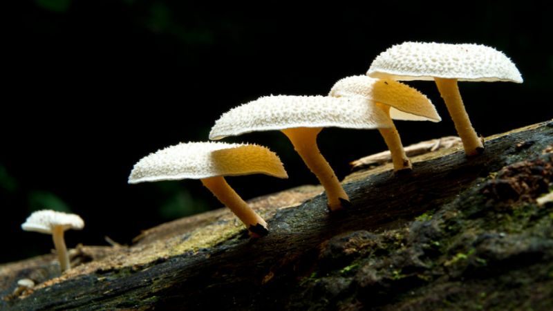 Pestalotiopsis Microspora