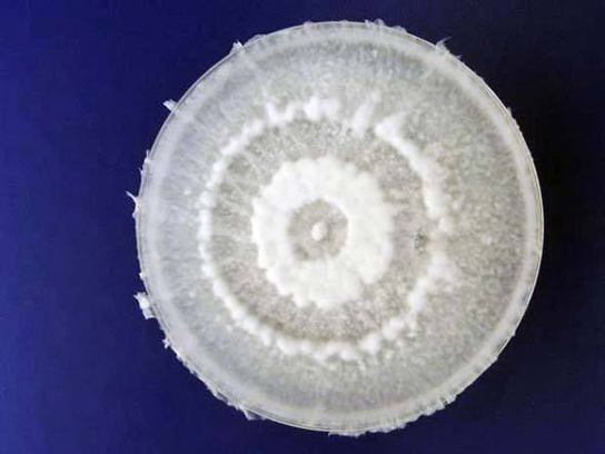 Pestalotiopsis Microspora