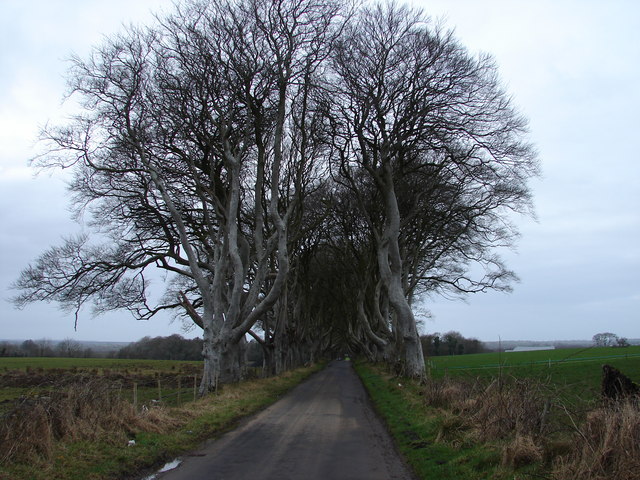 Ingresso del sentiero di faggi, The Dark Hedges