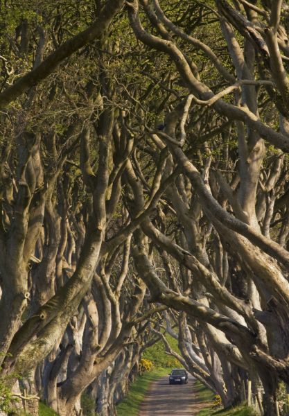 Dettaglio di rami The Dark Hedges