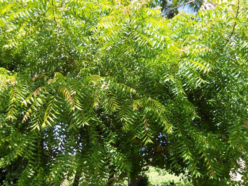 Azadirachta Indica 