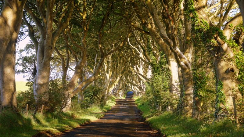 The Dark Hedges, il sentiero di faggi ripresa panoramica frontale