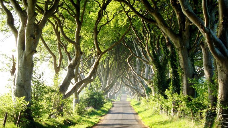 The Dark Hedges, il sentiero di faggi nell'Irlanda del nord fotografato di giorno