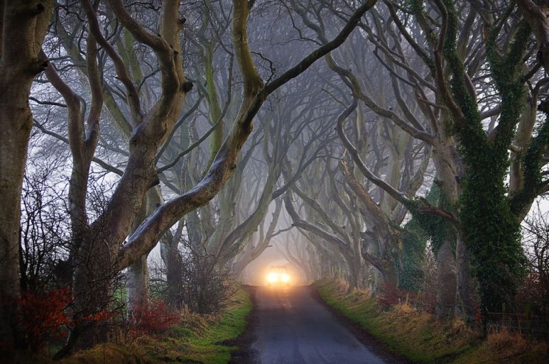The Dark Hedges al crepuscolo