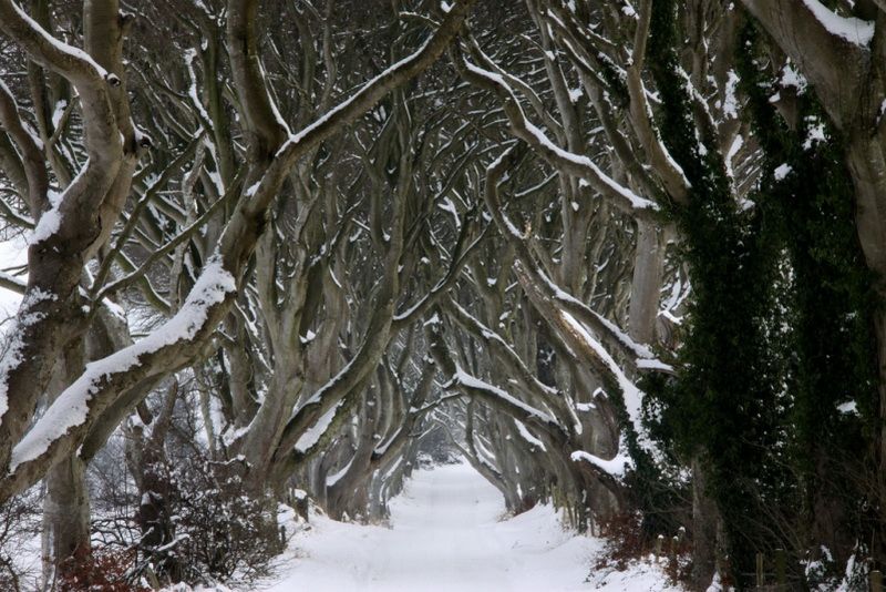The Dark Hedges innevato
