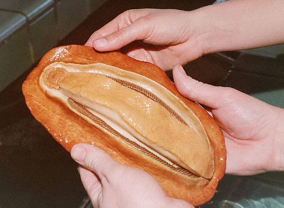 Cryptochiton stelleri