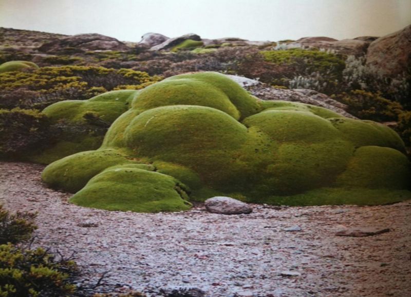 Green Island 2014
