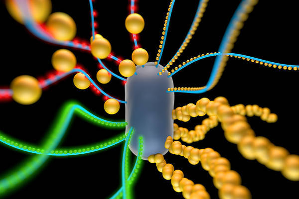 Disegno di un possibile batterio unito a nanoparticelle d'oro e quantum dots. Imm: Yan Liang