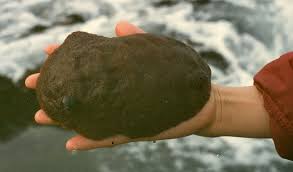 corazza mollusco
