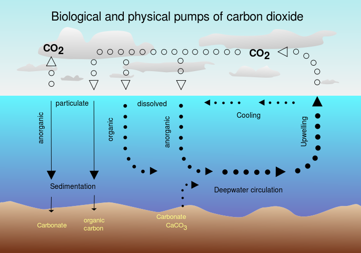 La fertilizzazione degli oceani &egrave; uno dei metodi pi&ugrave; seguiti e studiati