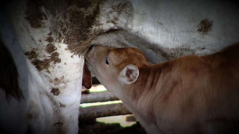 Una mucca allatta un vitello in allevamento bio
