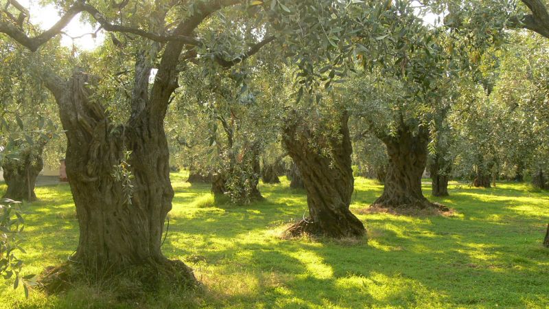 L'obiettivo del GR.ENE.CO &egrave; creare una rete rinnovabile che coinvolga soprattutto il settore primario