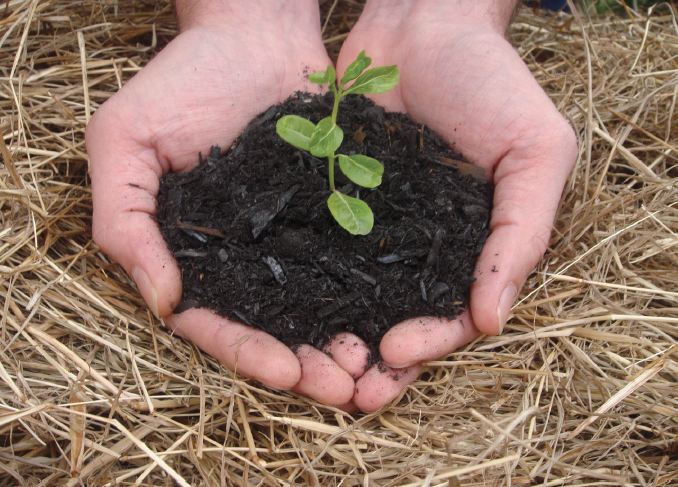 Biochar legna di carbone
