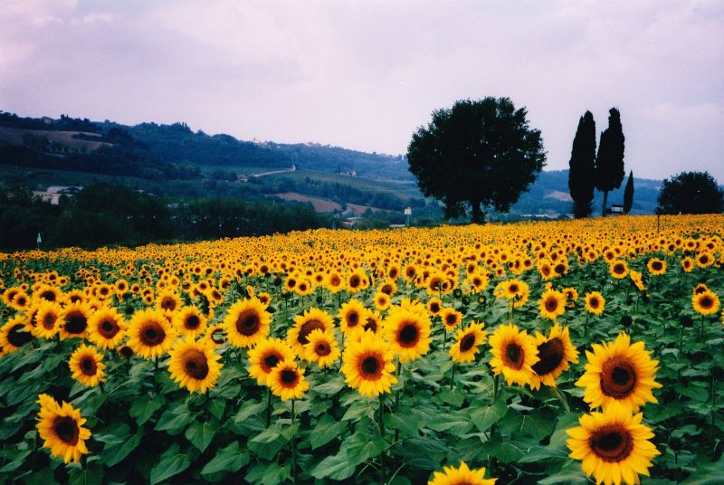 Sunflowers